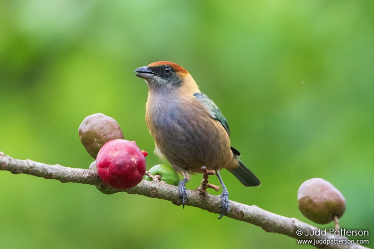 Lesser Antillean Tanager, Saint Vincent and the Grenadines